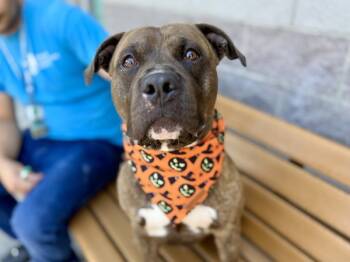 Rescue Mixed Breed Dogs for Adoption in New York, New York - Gucci | PetCurious