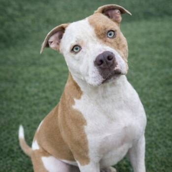 Mixed Breed Dogs Available for Adoption - CORDELIA | PetCurious
