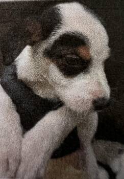 Gunther -  Mixed Breed Dog Available for Adoption in New Windsor, New York - Gunther | PetCurious