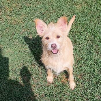 Lila -  Terrier Dog for Adoption in Salisbury, Maryland - Lila | PetCurious