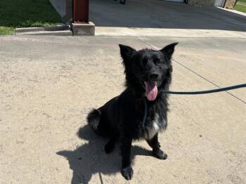 Rescue Australian Shepherd and Border Collie Dogs for Adoption in Grand Prairie, Texas - STICKERS | PetCurious