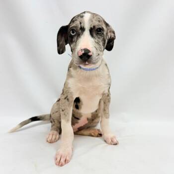 712 (2026) Sprinkles -  Pit Bull Terrier and Mixed Breed Dog for Adoption in Parker, Colorado - 712 (2026) Sprinkles | PetCurious
