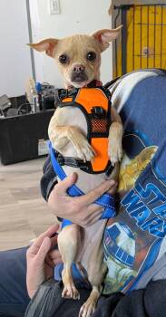 Chihuahua and Pug Dogs Available for Adoption in Saint David, Arizona - Faye | PetCurious