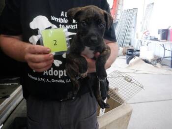 Pit Bull Terrier and Mixed Breed Dogs Available for Adoption in Oroville, California - MR BINGLEY | PetCurious