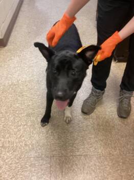 April -  Affenpinscher Dog for Adoption in Nacogdoches, Texas - April | PetCurious