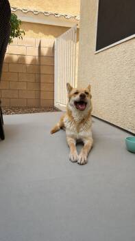 Theresa -  Shepherd Dog for Adoption in Las Vegas, Nevada - Theresa | PetCurious