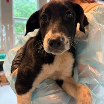 Tamarind -  Mixed Breed Dog for Adoption in Huntington, West Virginia - Tamarind | PetCurious