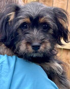 Romeo -  Havanese Dog for Adoption in Okolona, Mississippi - Romeo | PetCurious