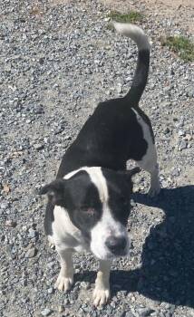Milkshake -  Pit Bull Terrier and Mixed Breed Dog for Adoption in Lakeland, Georgia - Milkshake | PetCurious