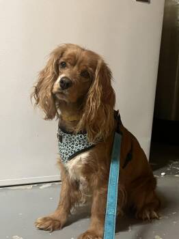 Cocker Spaniel Dogs Available for Adoption - Pancake | PetCurious