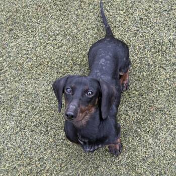 Miniature Dachshund Dogs Available for Adoption in Harrison Township, New Jersey - Wasabi | PetCurious