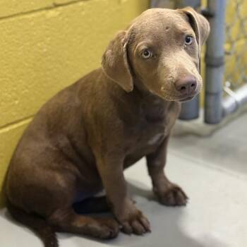 Rescue Terrier Dogs for Adoption in Hughesville, Maryland - Half Pint | PetCurious