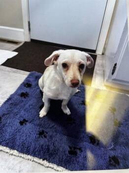 Chihuahua Dogs Available for Adoption in Alameda, California - LOLA | PetCurious