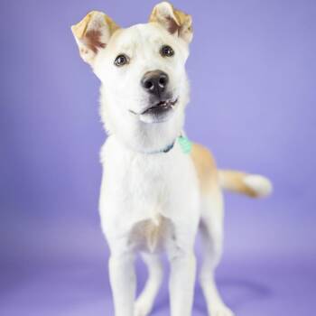 Oliver -  Mixed Breed Dog for Adoption in Portland, Oregon - Oliver | PetCurious