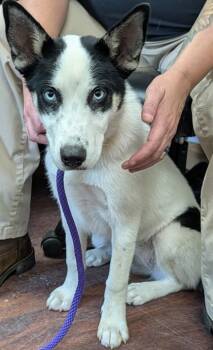 Gracee -  Husky and Mixed Breed Dog for Adoption in Blue Ridge, Georgia - Gracee | PetCurious