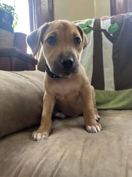 Labrador Retriever Dogs Available for Adoption - Luge | PetCurious