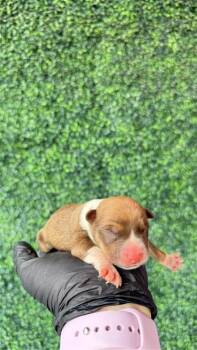 61181883 -  Mixed Breed Dog for Adoption in El Paso, Texas - 61181883 | PetCurious