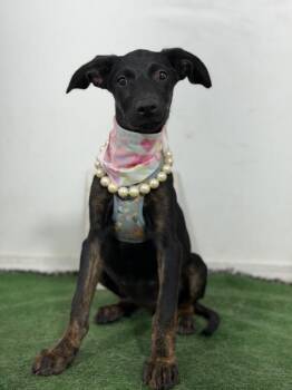 Anastasia-One of our Amazing Rescue Dogs -  Whippet and Greyhound Dog for Adoption in Carlsbad, California - Anastasia-One Of Our Amazing Rescue Dogs | PetCurious