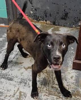 Tiny *Help! I need a foster home by Oct 1!* -  Labrador Retriever and Pit Bull Terrier Dog for Adoption in Minneapolis, Minnesota - Tiny *Help! I Need A Foster Home By Oct 1!* | PetCurious