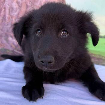 Corgi and Australian Shepherd Dogs Available for Adoption - BumbleBee | PetCurious