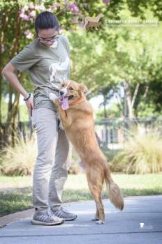 93390a Pepe the King Prawn -  Border Collie and Mixed Breed Dog for Adoption in North Charleston, South Carolina - 93390a Pepe The King Prawn | PetCurious
