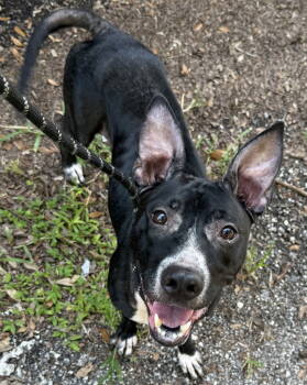 Rescue Basenji and Terrier Dogs for Adoption in Sanford, Florida - Ellie | PetCurious
