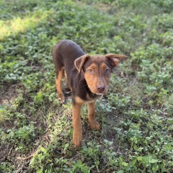 Labrador Retriever and Terrier Dogs Available for Adoption in Carencro, Louisiana - Red Baron | PetCurious