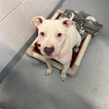 Pit Bull Terrier Dogs Available for Adoption in St. Cloud, Florida - OPALITE | PetCurious