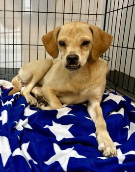 Paithsley -  Chihuahua Dog for Adoption in Winter Garden, Florida - Paithsley | PetCurious