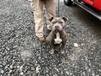 Fox Terrier and Mixed Breed Dogs Available for Adoption - King | PetCurious