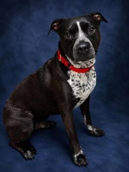 Oreo Pie (Rocco) -  Mixed Breed Dog for Adoption in West Chester, Pennsylvania - Oreo Pie (Rocco) | PetCurious