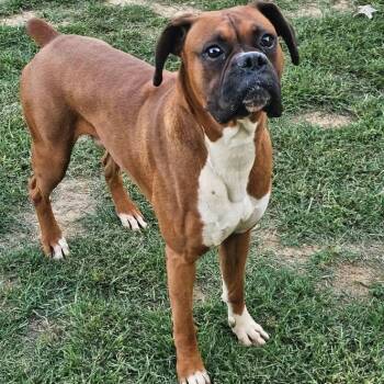 GATSBY -  Boxer Dog for Adoption in Athens, Alabama - GATSBY | PetCurious