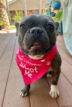 Polly Pie -  French Bulldog Dog for Adoption in Claremont, California - Polly Pie | PetCurious