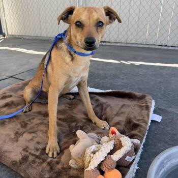 Bolt -  Miniature Pinscher and Chihuahua Dog for Adoption in Knightsen, California - Bolt | PetCurious