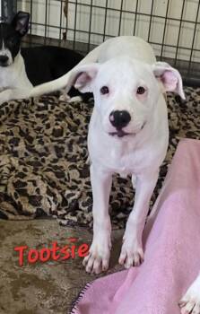 Tootsie 2.0 -  Pit Bull Terrier and Boxer Dog for Adoption in Watertown, Connecticut - Tootsie 2.0 | PetCurious