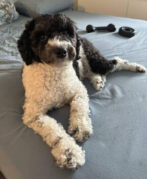 Eevee -  Cockapoo Dog for Adoption in Toronto, Ontario - Eevee | PetCurious