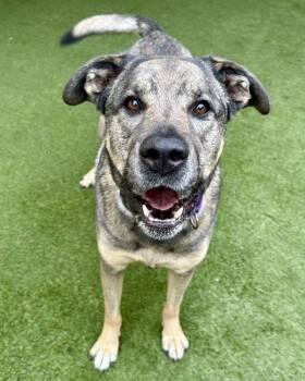 German Shepherd Dog and Rottweiler Dogs Available for Adoption - Mia 308611 | PetCurious