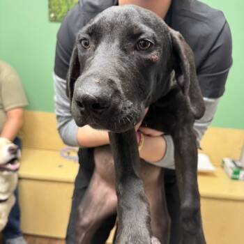 Rescue Hound Dogs for Adoption in Dallas, Texas - Sable | PetCurious