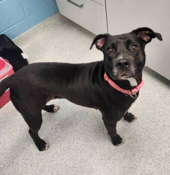 Nova -  Pit Bull Terrier and Mixed Breed Dog for Adoption in Frankfort, Kentucky - Nova | PetCurious