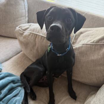 Stormy -  Labrador Retriever and Mixed Breed Dog for Adoption in Avon, Ohio - Stormy | PetCurious