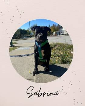 SABRINA -  Staffordshire Bull Terrier Dog for Adoption in Coquitlam, British Columbia - SABRINA | PetCurious