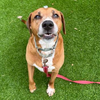 Hound Dogs Available for Adoption in Warwick, Rhode Island - Bella | PetCurious