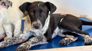Cheile Banitei -  Australian Cattle Dog Blue Heeler and Labrador Retriever Dog for Adoption in Fort Lupton, Colorado - Cheile Banitei | PetCurious