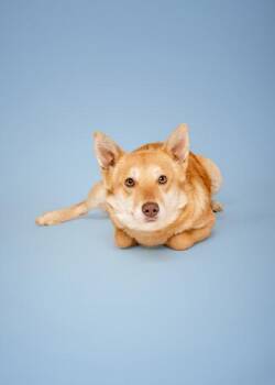 Mixed Breed Dogs Available for Adoption in Sevierville, Tennessee - Twitter | PetCurious