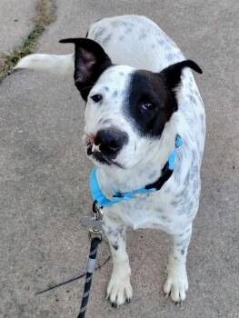 Checkers -  Australian Cattle Dog Blue Heeler and Mixed Breed Dog for Adoption in Houston, Texas - Checkers | PetCurious