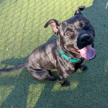 Pit Bull Terrier Dogs Available for Adoption in Greensboro, North Carolina - Mira | PetCurious