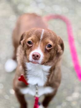 Chihuahua Dogs Available for Adoption - Bernard | PetCurious