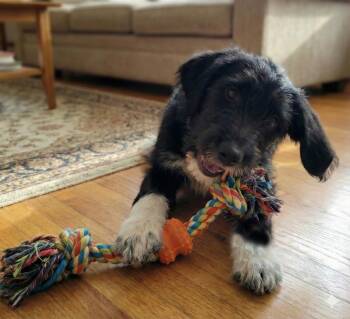 Standard Poodle and Beagle Dogs Available for Adoption - Ziggy | PetCurious