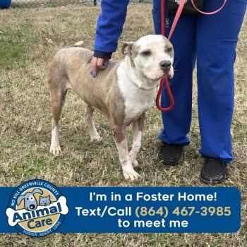 American Staffordshire Terrier Dogs Available for Adoption - Kamille | PetCurious