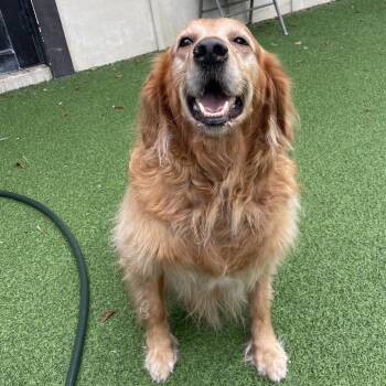 Golden Retriever Dogs Available for Adoption in Loxahatchee Groves, Florida - Solara 0138 | PetCurious